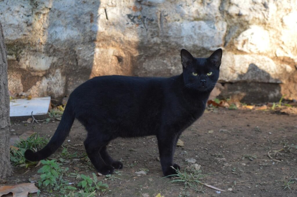Τσίκα, ζωάκι που φιλοξενούμε