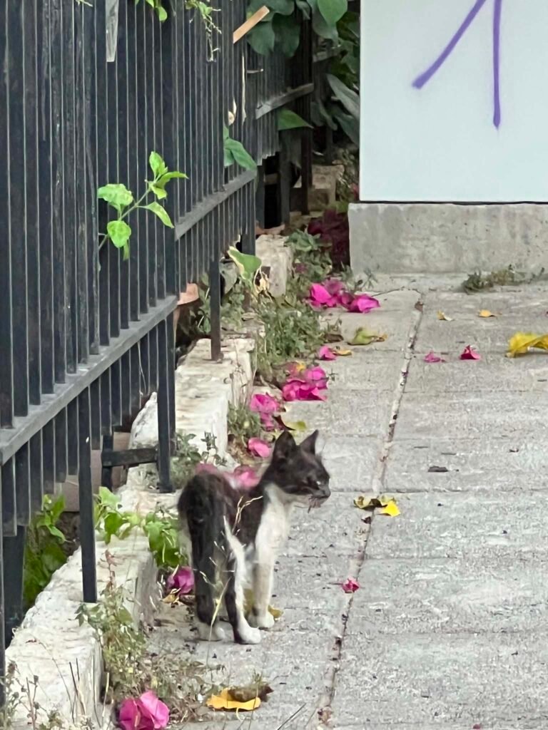 Jerry, ζωάκι που φιλοξενούμε