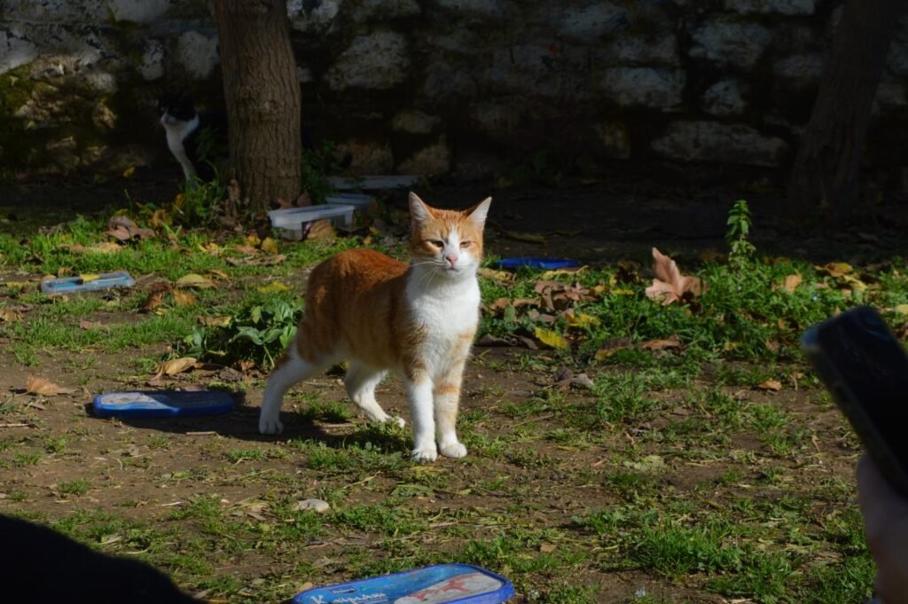 Ellie, ζωάκι που φιλοξενούμε
