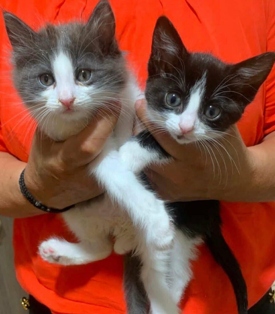 Fluffy & Σαρδέλα, ζωάκι που φιλοξενούμε