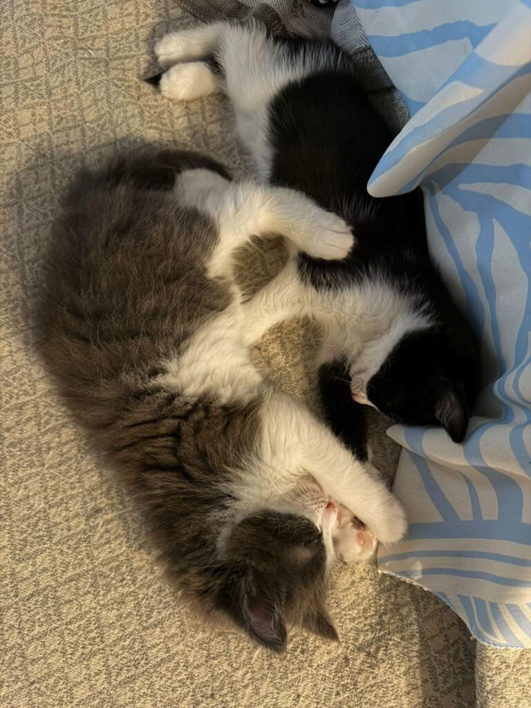 Fluffy & Σαρδέλα, ζωάκι που φιλοξενούμε