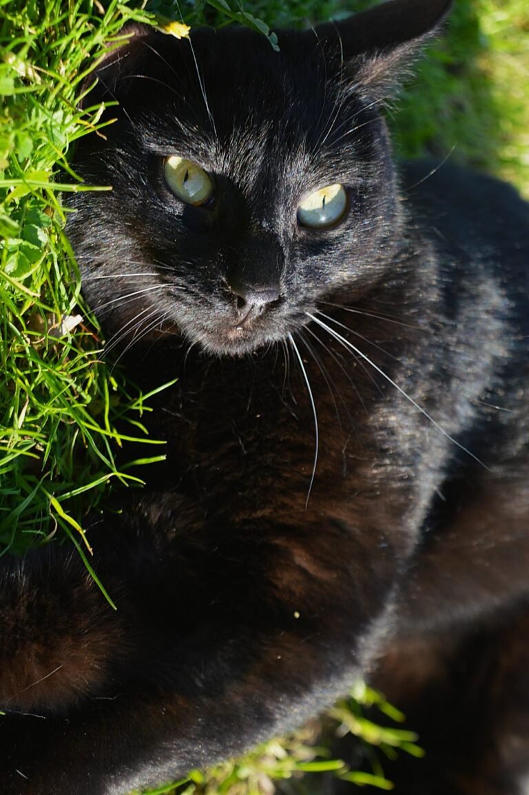 Jasmine, ζωάκι διαθέσιμο για υιοθεσία