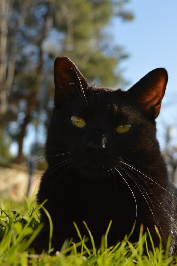 Jasmine, ζωάκι που φιλοξενούμε