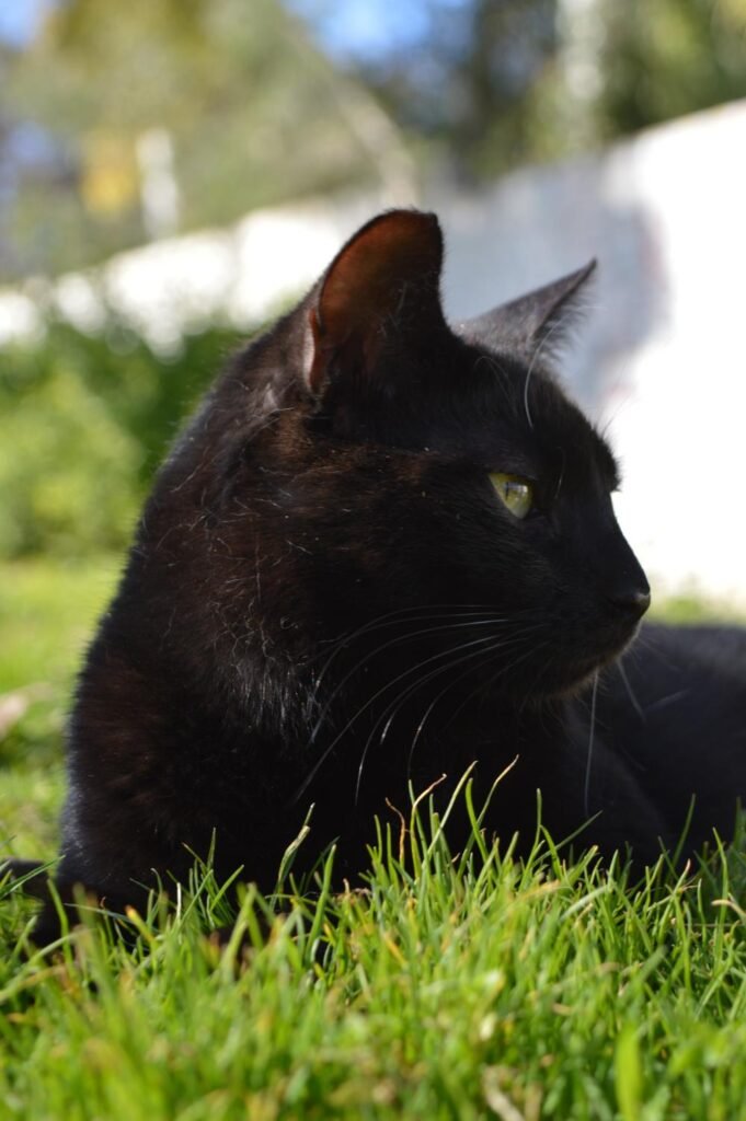Jasmine, ζωάκι που φιλοξενούμε