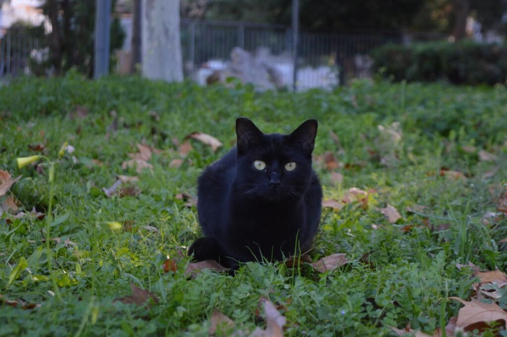 Jasmine, ζωάκι που φιλοξενούμε