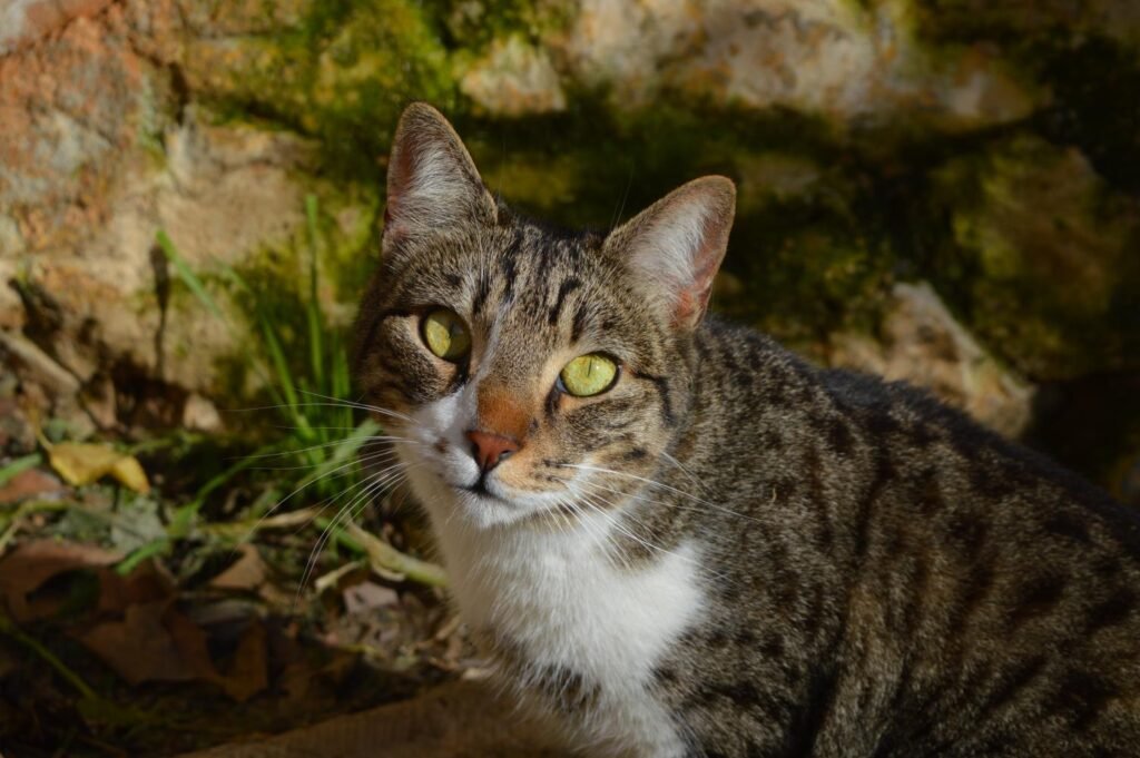 Rocky, ζωάκι που φιλοξενούμε