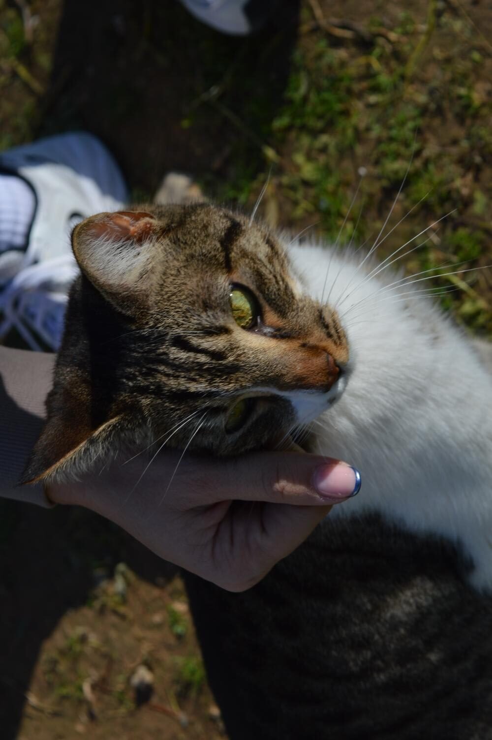 Εθελόντρια του Adopt a Meow φροντίζει τον Ρόκι