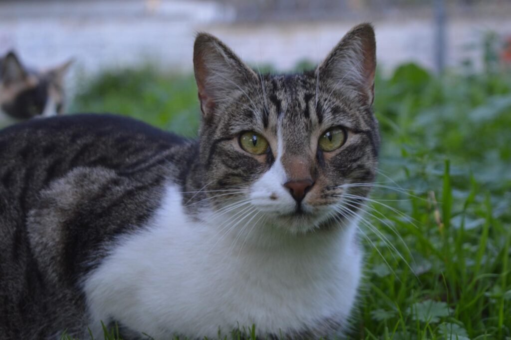 Rocky, ζωάκι που φιλοξενούμε