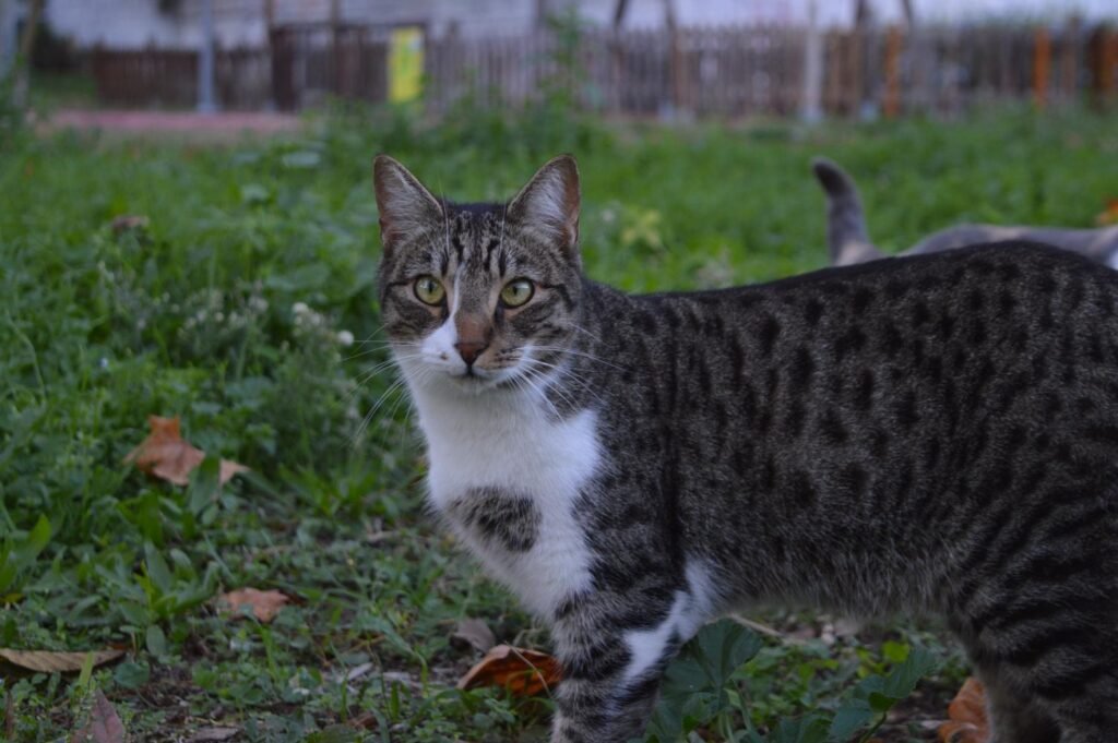 Rocky, ζωάκι που φιλοξενούμε