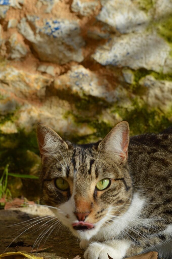 Rocky, ζωάκι που φιλοξενούμε