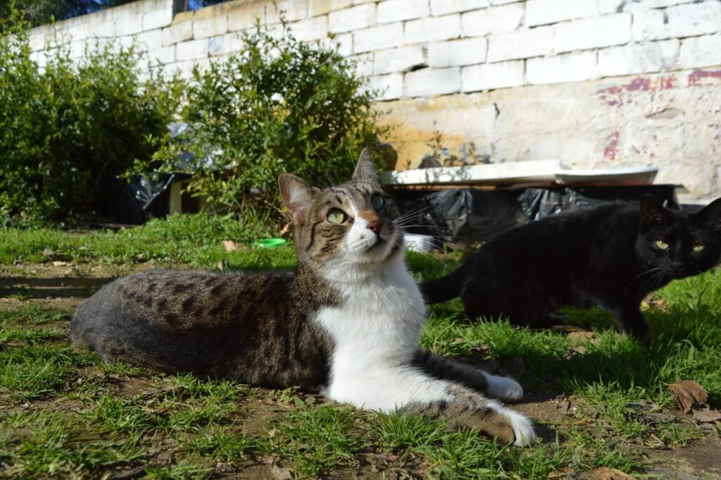 Rocky, ζωάκι που φιλοξενούμε