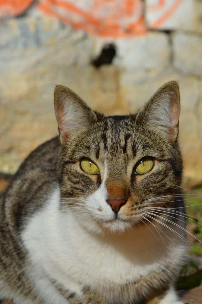 Rocky, ζωάκι που φιλοξενούμε