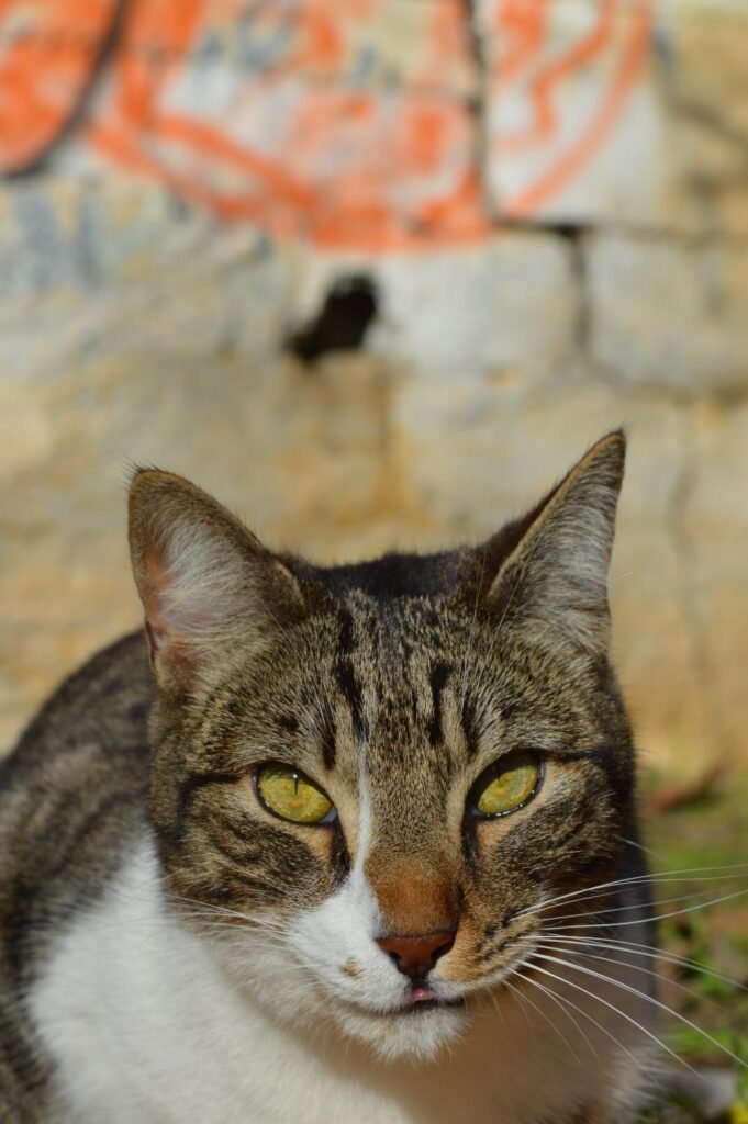 Rocky, ζωάκι που φιλοξενούμε