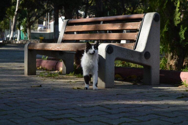Λεμονιά, ζωάκι διαθέσιμο για υιοθεσία