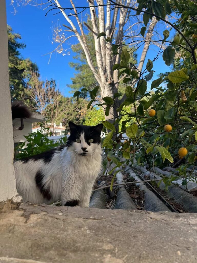 Η Λεμονιά κάθεται σε πεζούλι κάτω από μια λεμονιά