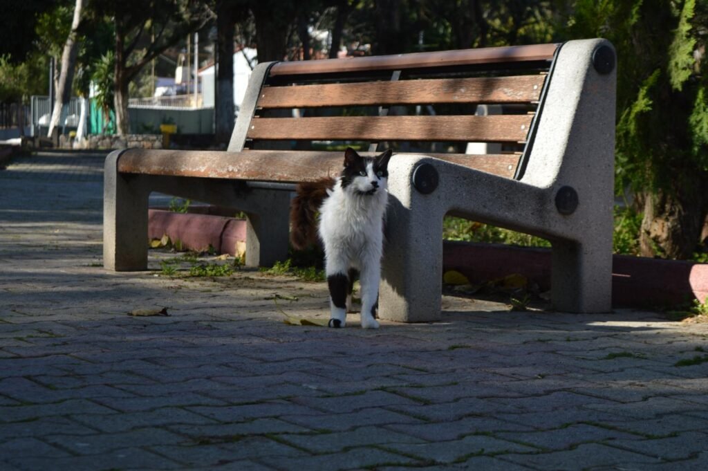 Η Λεμονιά δίπλα σε ένα παγκάκι σε πάρκο