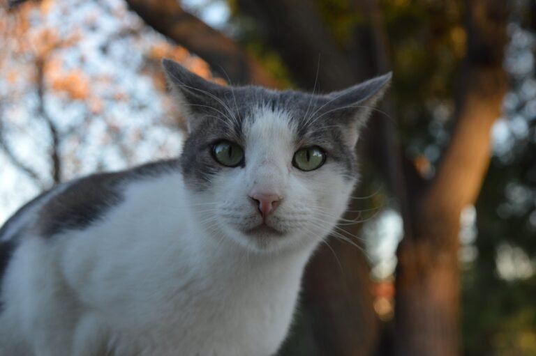 Camille, ζωάκι διαθέσιμο για υιοθεσία