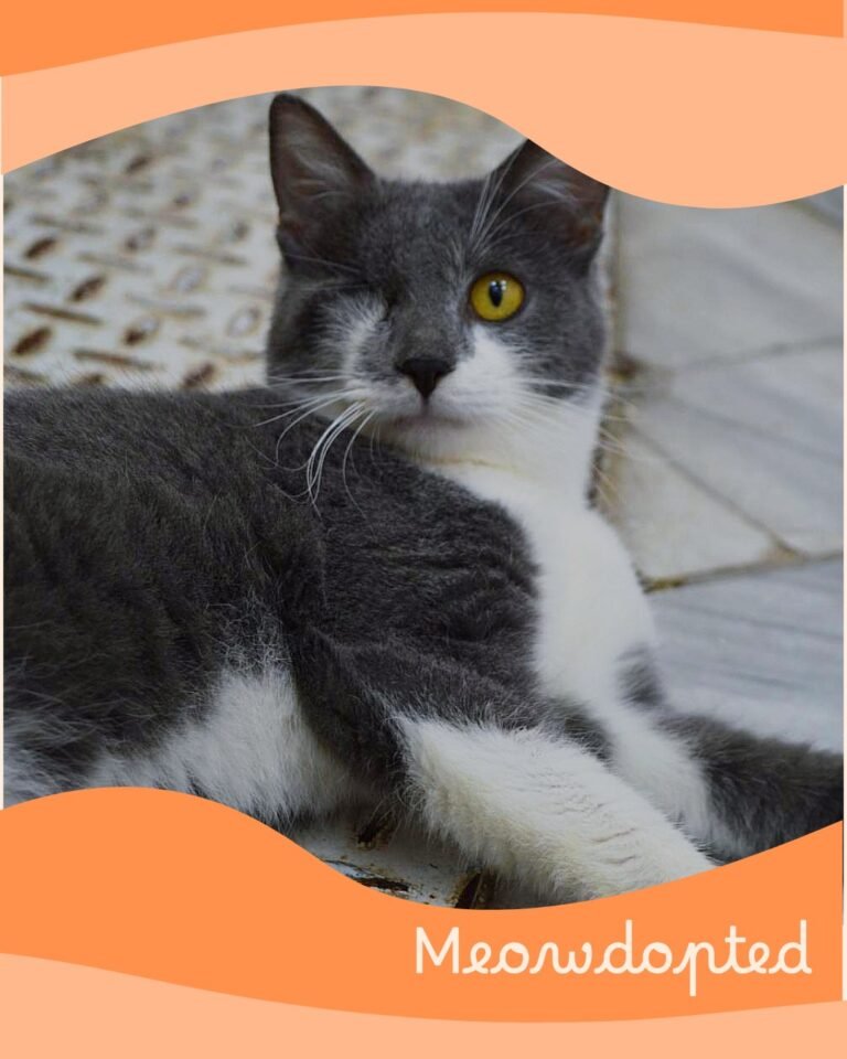 Diana — ζωάκι που βρήκε σπίτι μέσω του Adopt a Meow