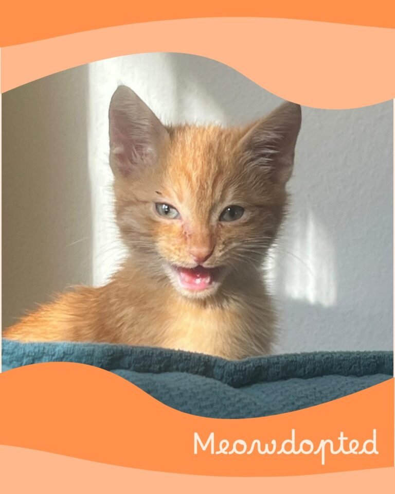 Chiko — ζωάκι που βρήκε σπίτι μέσω του Adopt a Meow