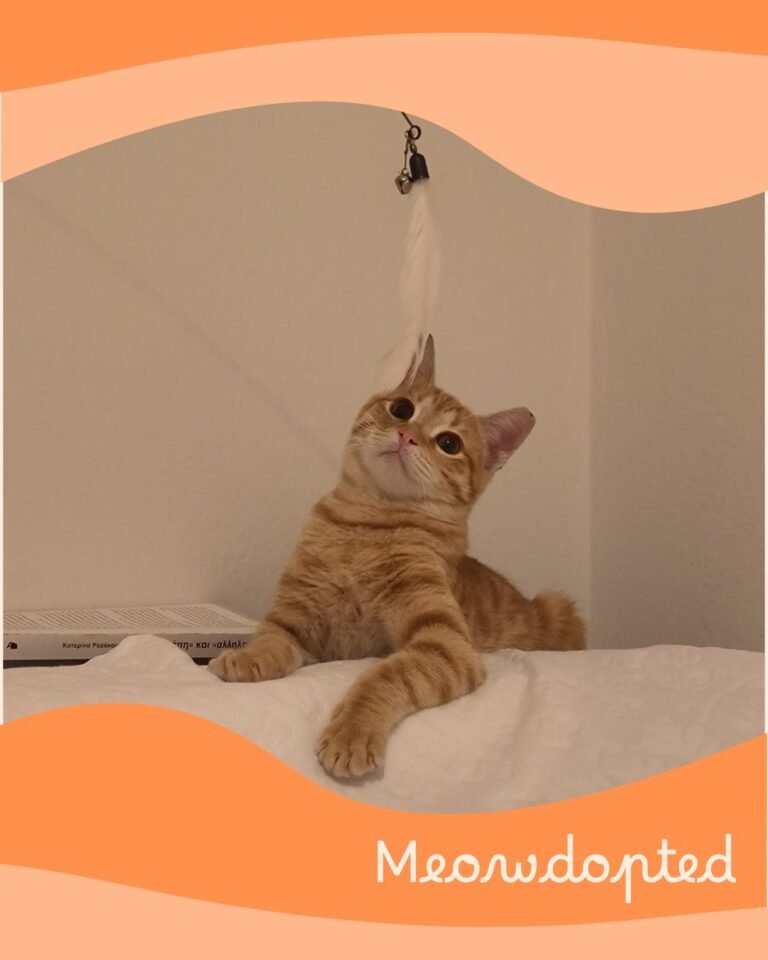 Jerry — ζωάκι που βρήκε σπίτι μέσω του Adopt a Meow