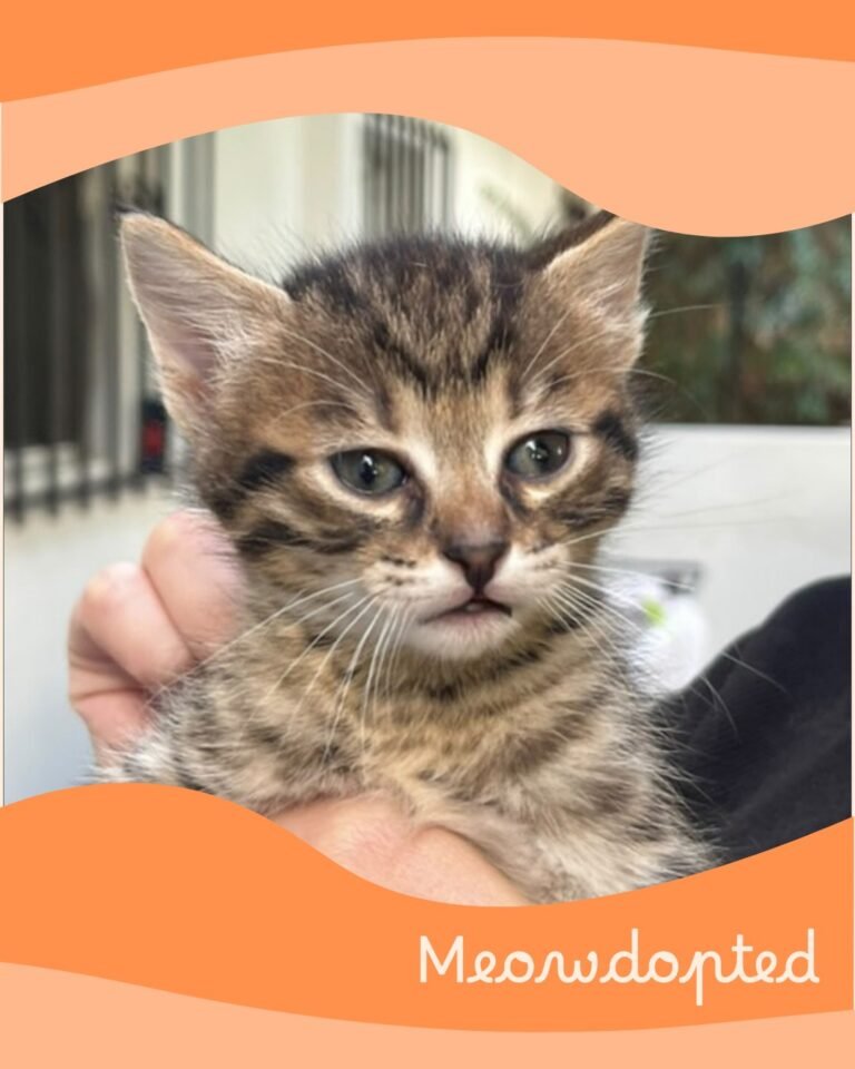 Suzie — ζωάκι που βρήκε σπίτι μέσω του Adopt a Meow