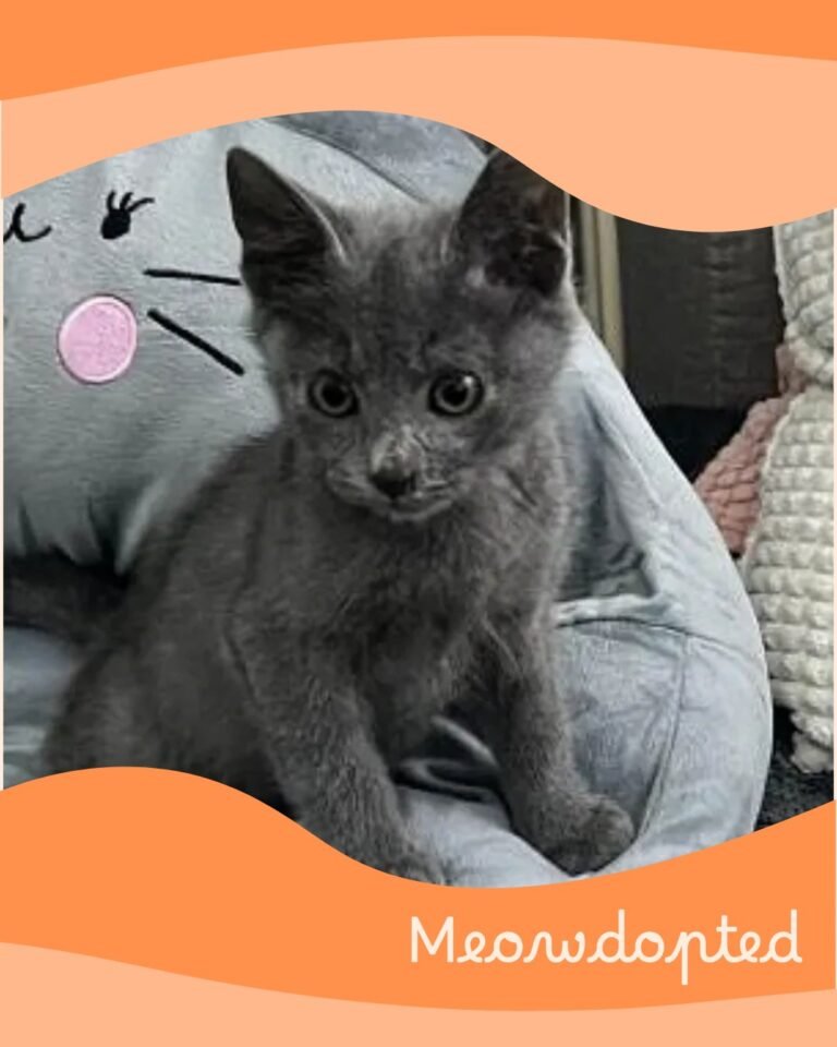 Grey — ζωάκι που βρήκε σπίτι μέσω του Adopt a Meow