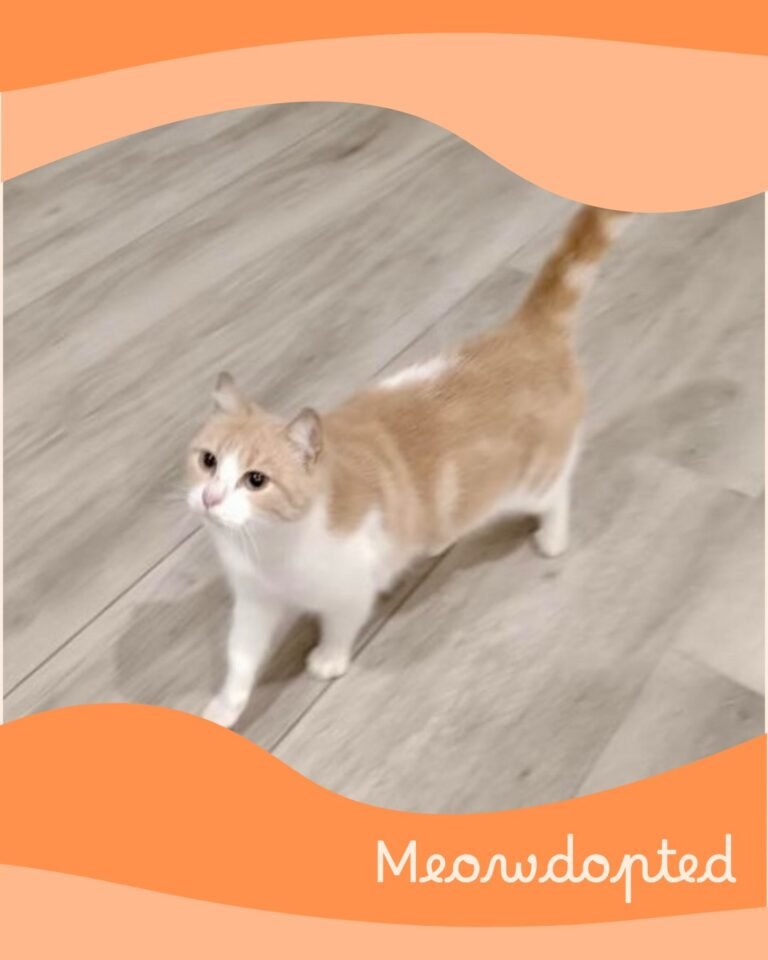 Meli — ζωάκι που βρήκε σπίτι μέσω του Adopt a Meow