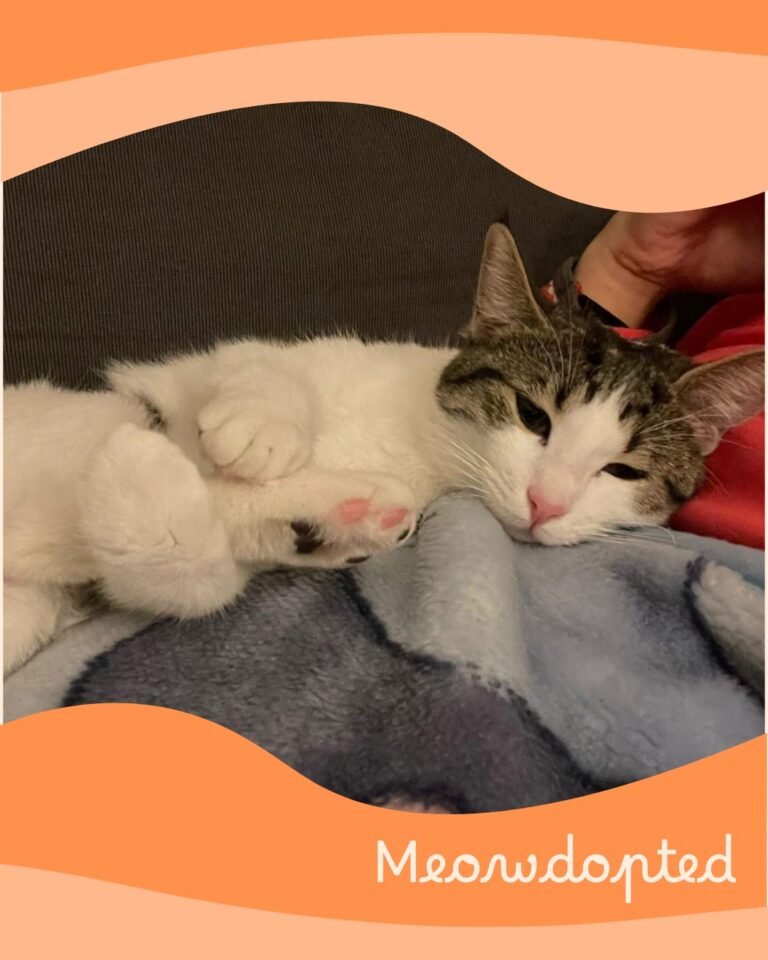 Princess — ζωάκι που βρήκε σπίτι μέσω του Adopt a Meow