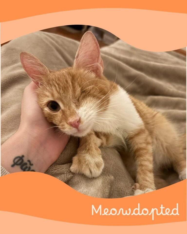 Jimmy — ζωάκι που βρήκε σπίτι μέσω του Adopt a Meow