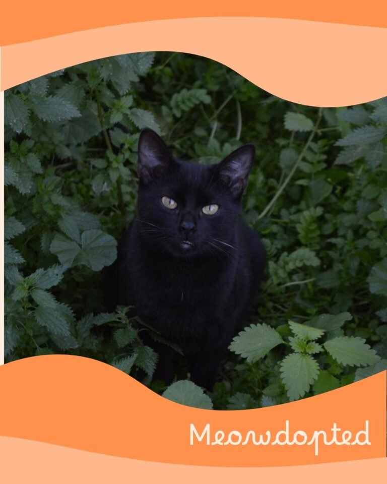 Midnight — ζωάκι που βρήκε σπίτι μέσω του Adopt a Meow