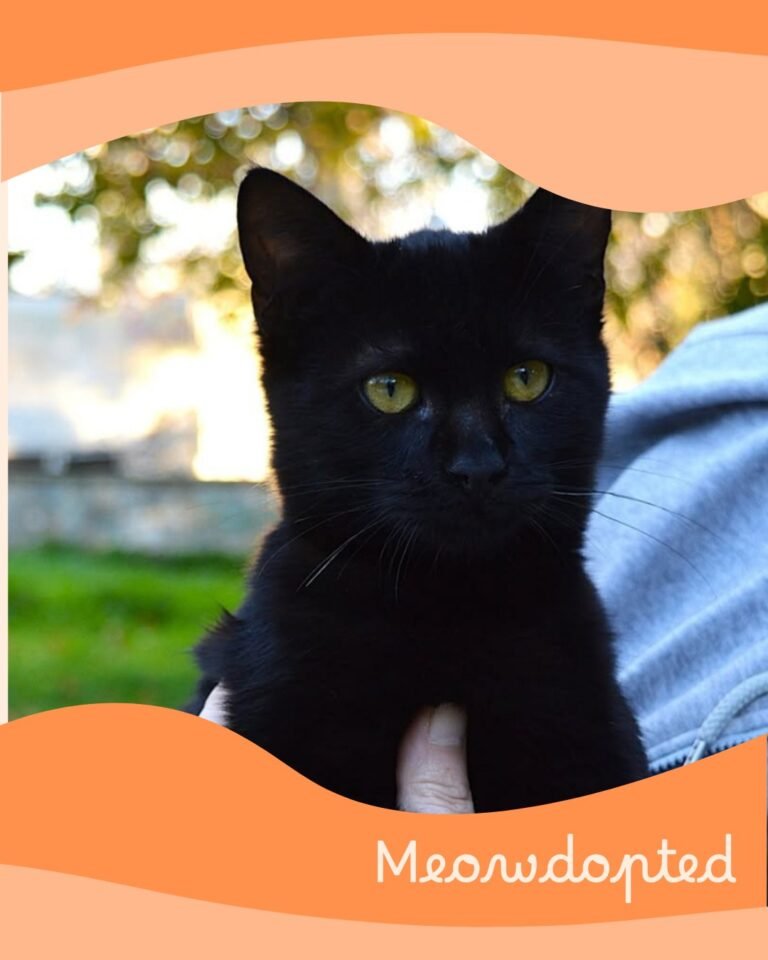 Bobibo — ζωάκι που βρήκε σπίτι μέσω του Adopt a Meow