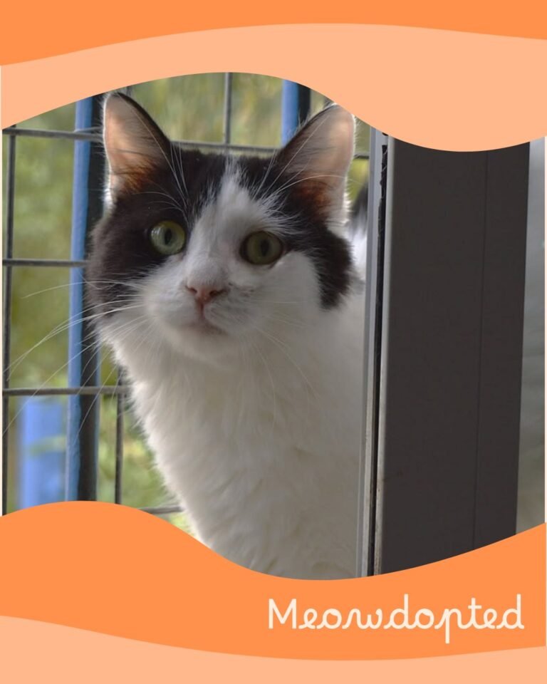 Mia — ζωάκι που βρήκε σπίτι μέσω του Adopt a Meow