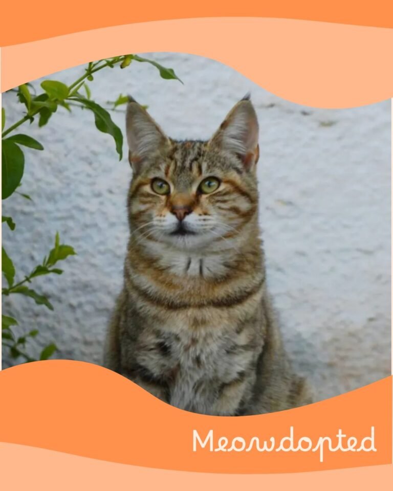 Freya — ζωάκι που βρήκε σπίτι μέσω του Adopt a Meow