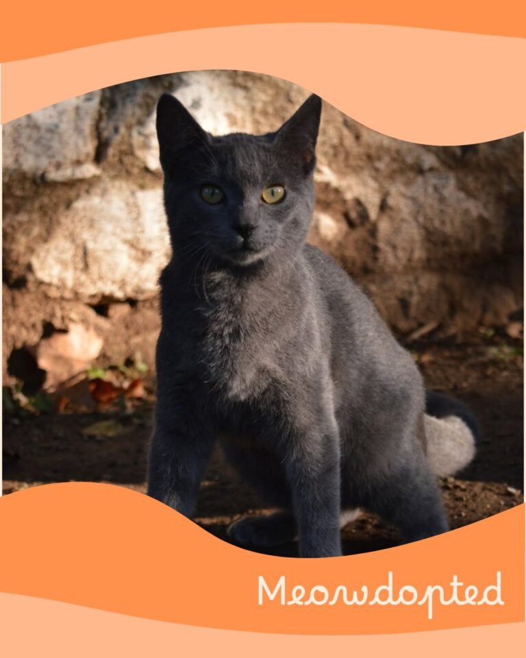 Loki — ζωάκι που βρήκε σπίτι μέσω του Adopt a Meow
