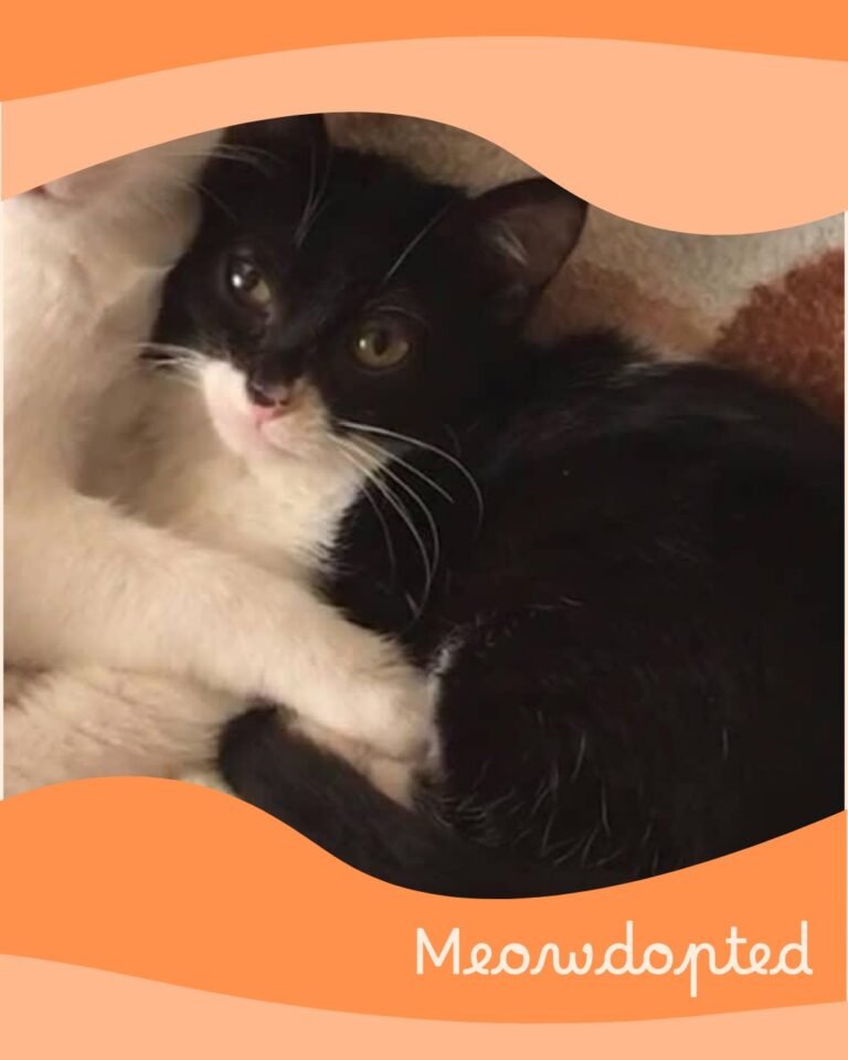 Nella — ζωάκι που βρήκε σπίτι μέσω του Adopt a Meow