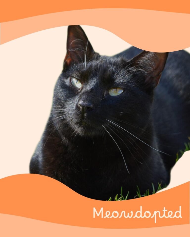 Nyxta — ζωάκι που βρήκε σπίτι μέσω του Adopt a Meow