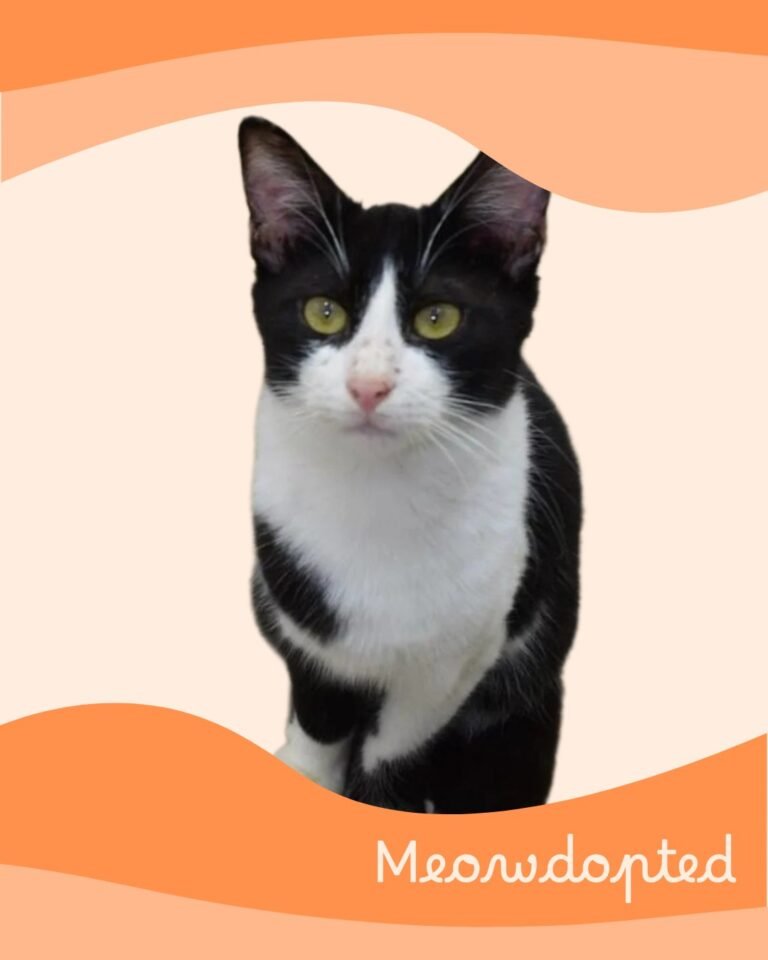 Tommy — ζωάκι που βρήκε σπίτι μέσω του Adopt a Meow