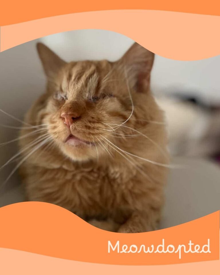 Mantarini — ζωάκι που βρήκε σπίτι μέσω του Adopt a Meow
