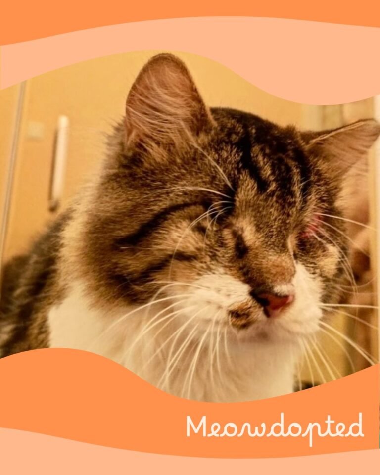 Parhs — ζωάκι που βρήκε σπίτι μέσω του Adopt a Meow