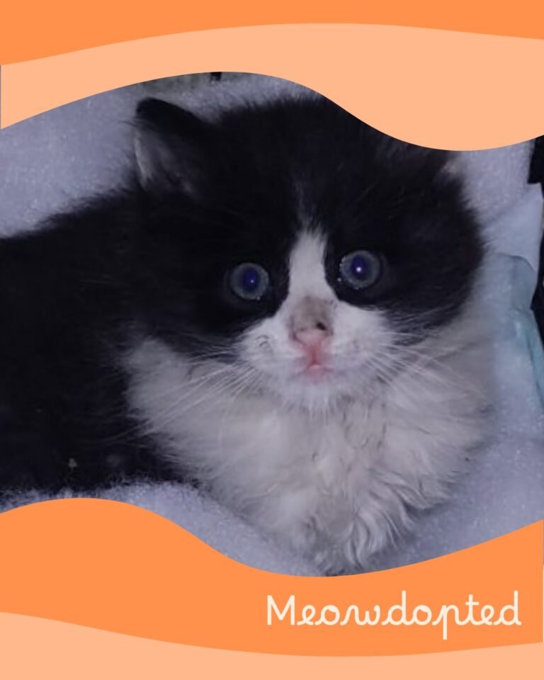 Bubble — ζωάκι που βρήκε σπίτι μέσω του Adopt a Meow