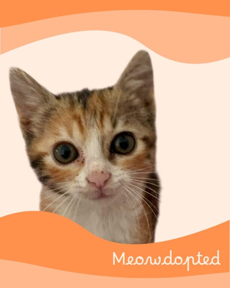 Minnie — ζωάκι που βρήκε σπίτι μέσω του Adopt a Meow