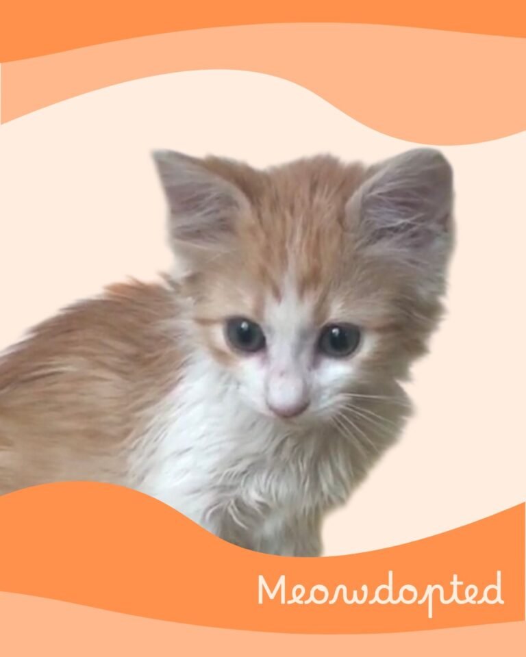 Berikoko — ζωάκι που βρήκε σπίτι μέσω του Adopt a Meow