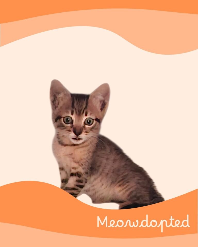 Blue — ζωάκι που βρήκε σπίτι μέσω του Adopt a Meow