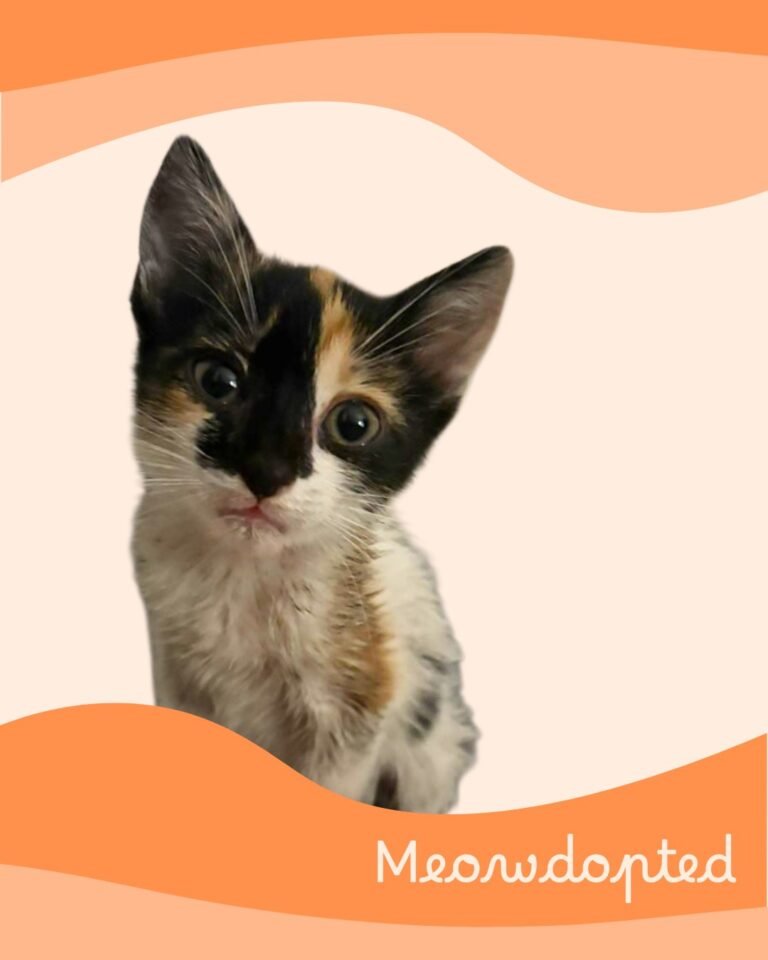 Roza — ζωάκι που βρήκε σπίτι μέσω του Adopt a Meow