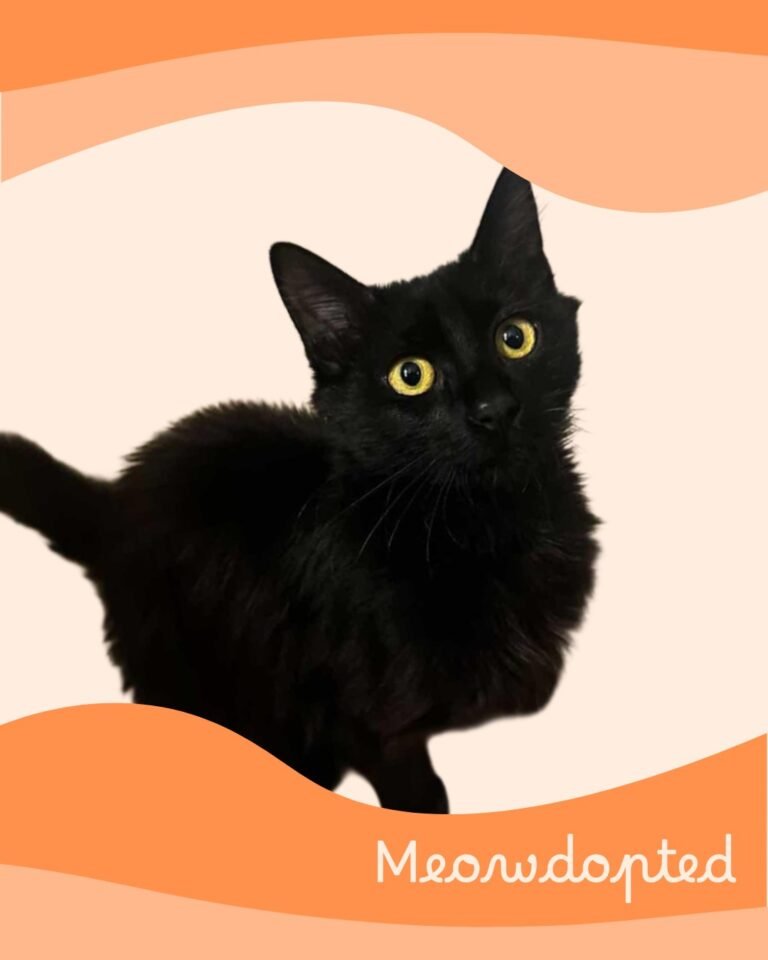 Shadow — ζωάκι που βρήκε σπίτι μέσω του Adopt a Meow