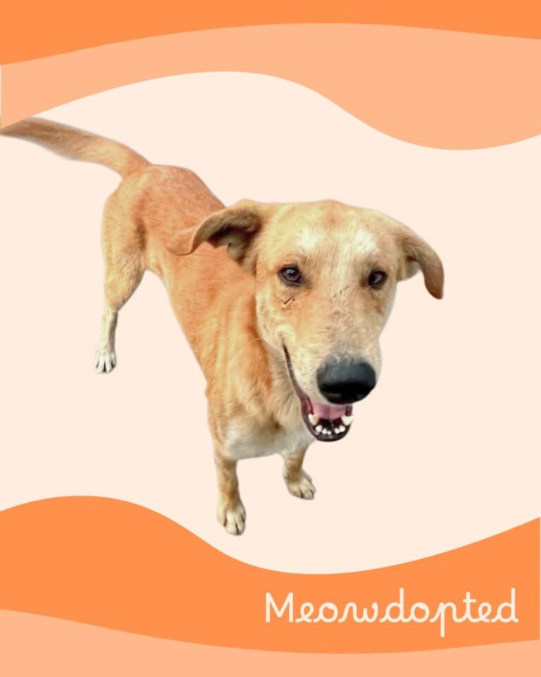 Scooby — ζωάκι που βρήκε σπίτι μέσω του Adopt a Meow