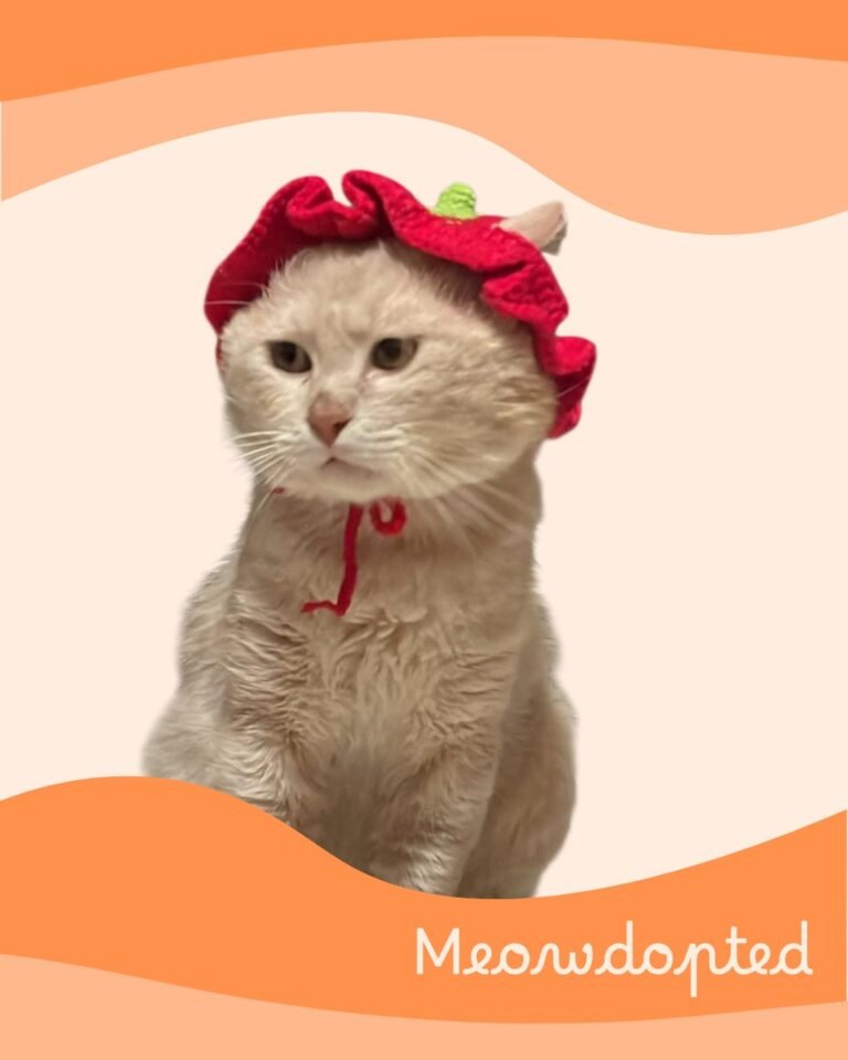 Jackson — ζωάκι που βρήκε σπίτι μέσω του Adopt a Meow