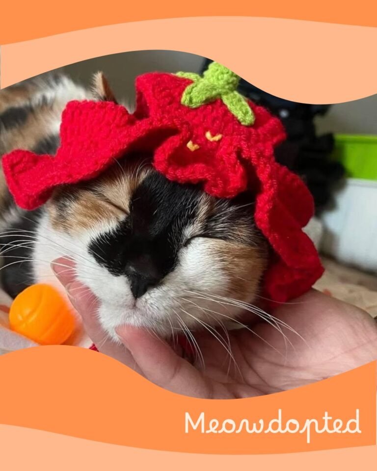 Sophie — ζωάκι που βρήκε σπίτι μέσω του Adopt a Meow