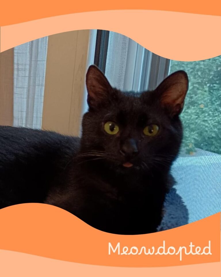 Toothless — ζωάκι που βρήκε σπίτι μέσω του Adopt a Meow