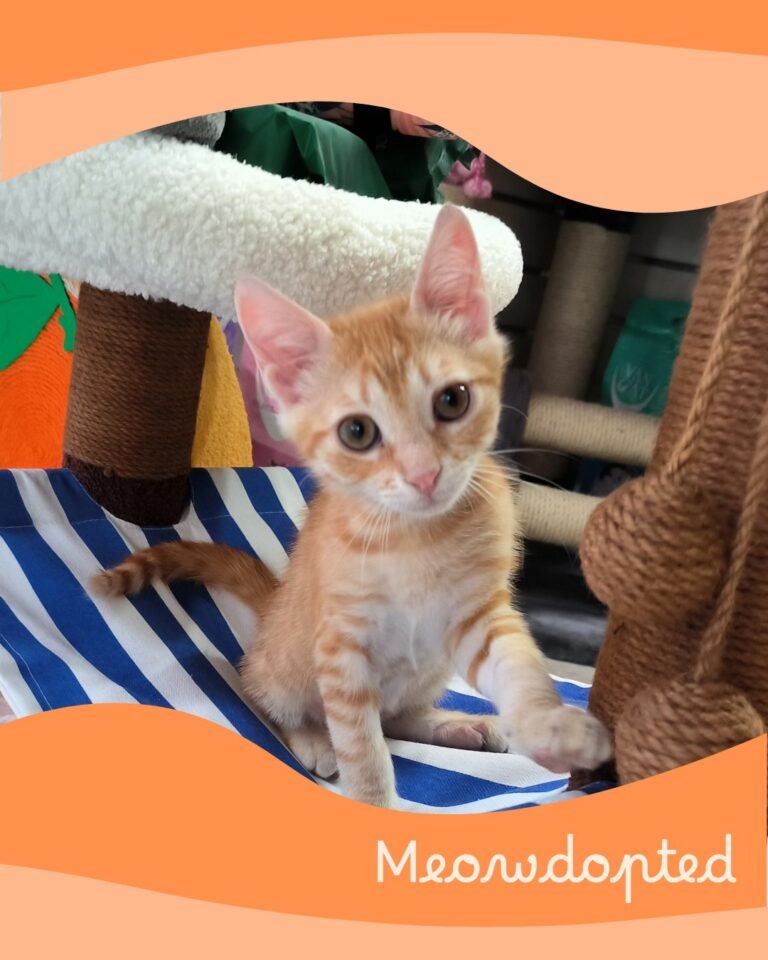 Churu — ζωάκι που βρήκε σπίτι μέσω του Adopt a Meow